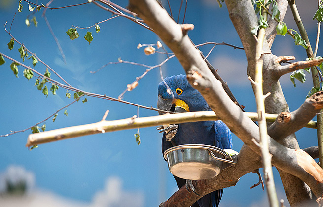 免费用虚拟号码发电话